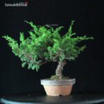 Juniperus Chinensis Itoigawa - immagine 4
