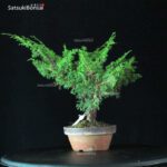 Juniperus Chinensis Itoigawa - immagine 3