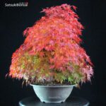 Acero Palmato Yamamomiji