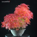 Acero Palmato Yamamomiji - immagine 2