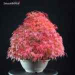 Acero Palmato Yamamomiji - immagine 3