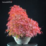 Acero Palmato Yamamomiji - immagine 4