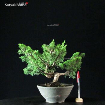 Juniperus Chinensis Itoigawa
