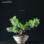 Juniperus Chinensis Itoigawa - immagine 2