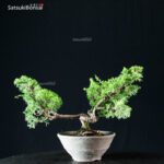 Juniperus Chinensis Itoigawa - immagine 3