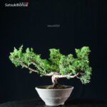 Juniperus Chinensis Itoigawa - immagine 4