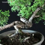 Juniperus Chinensis Itoigawa - immagine 5