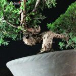 Juniperus Chinensis Itoigawa - immagine 6