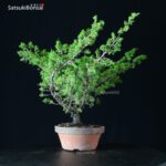 Juniperus Chinensis Itoigawa - immagine 2