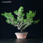 Juniperus Chinensis Itoigawa - immagine 4