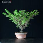 Juniperus Chinensis Itoigawa - immagine 3