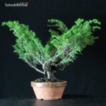 Juniperus Chinensis Itoigawa - immagine 2