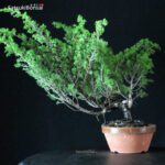 Juniperus Chinensis Itoigawa - immagine 4