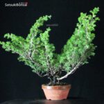 Juniperus Chinensis Itoigawa - immagine 3