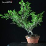 Juniperus Chinensis Itoigawa - immagine 2