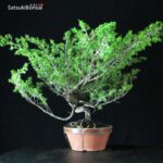 Juniperus Chinensis Itoigawa - immagine 4