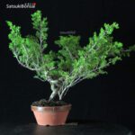 Juniperus Chinensis Itoigawa - immagine 3