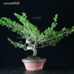 Juniperus Chinensis Itoigawa - immagine 2