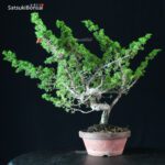 Juniperus Chinensis Itoigawa - immagine 4