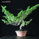 Juniperus Chinensis Itoigawa - immagine 3