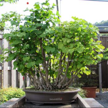Ginkgo Biloba