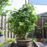 Ginkgo Biloba - immagine 2
