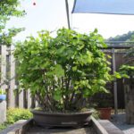 Ginkgo Biloba - immagine 3