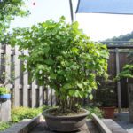 Ginkgo Biloba - immagine 4