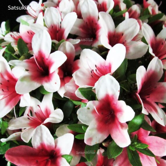 Azalea Satsuki HI-NO-MARU - immagine 2