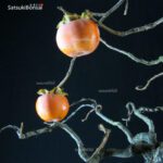 Diospyros Kaki - immagine 2