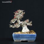 Ilex serrata Koshobai