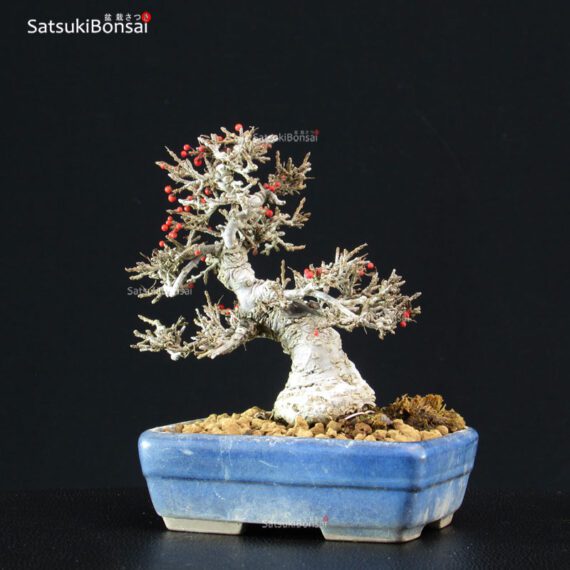 Ilex serrata Koshobai - immagine 2