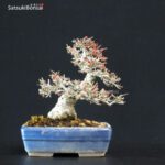 Ilex serrata Koshobai - immagine 4