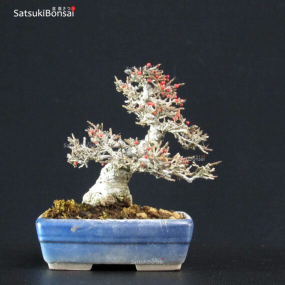 Ilex serrata Koshobai - immagine 4