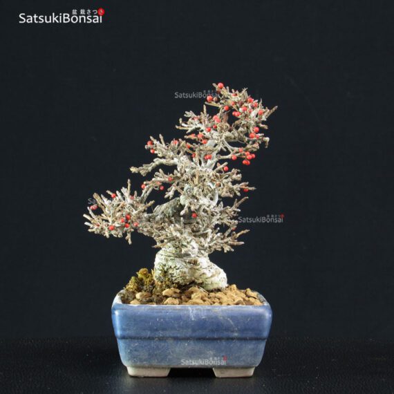 Ilex serrata Koshobai - immagine 5