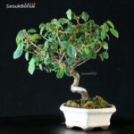 Corylopsis spicata - immagine 3