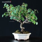 Corylopsis spicata - immagine 4