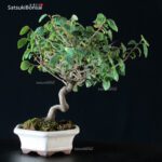 Corylopsis spicata - immagine 5