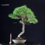 Pinus Thunbergii Kuromatsu