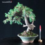 Juniperus Rigida - Tosho