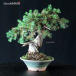 Juniperus Rigida - Tosho - immagine 2