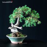 Juniperus Rigida - Tosho - immagine 3