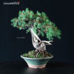 Juniperus Rigida - Tosho - immagine 4