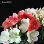 Azalea Satsuki ASHAI NO IZUMI - immagine 2