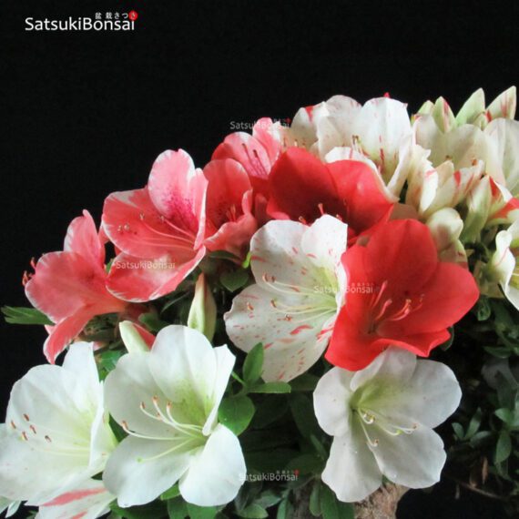 Azalea Satsuki ASHAI NO IZUMI - immagine 2