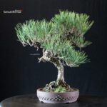 Pinus Thunbergii Kuromatsu - immagine 2