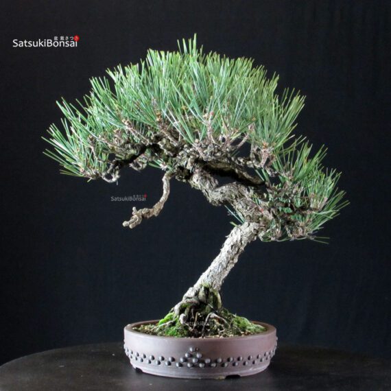 Pinus Thunbergii Kuromatsu - immagine 3