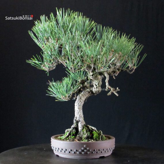 Pinus Thunbergii Kuromatsu - immagine 4