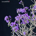 Callicarpa Japonica VENDUTO - immagine 5