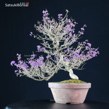 Callicarpa Japonica VENDUTO